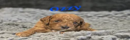 Cavapoo dogs for sale: F1b health tested fox red cavapoo puppies  - Advert 8
