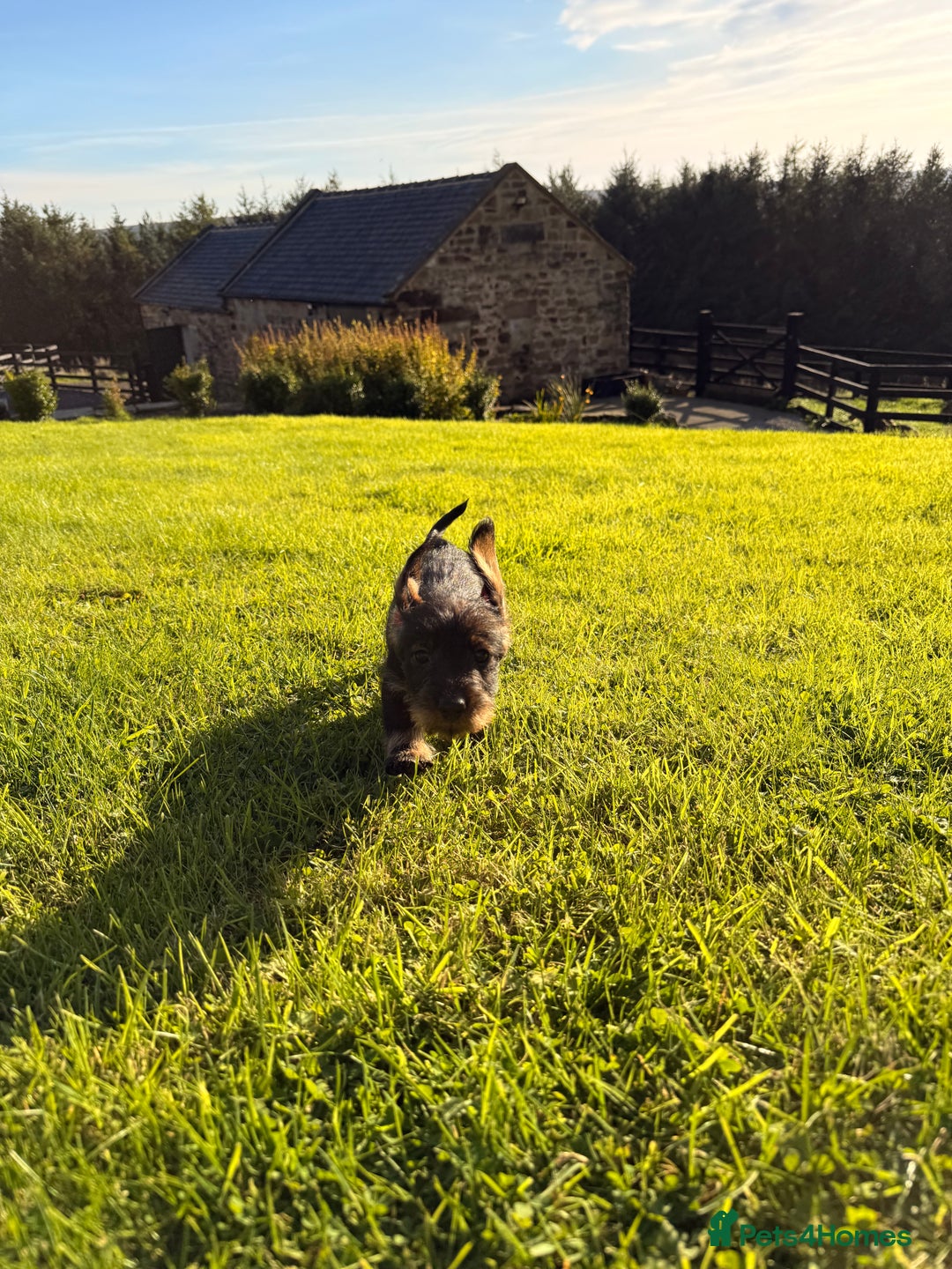 Dachshund dogs for sale: Wirehaired Teckel Bitches  - Image 4