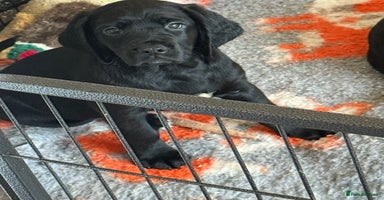 Mixed Breed dogs Sprockador puppies looking for their new homes!  - Advert 11