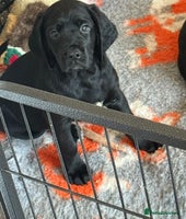 Mixed Breed dogs Sprockador puppies looking for their new homes! - Advert 11