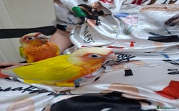 Conures birds for sale: Hand Heared Conures - Image 1