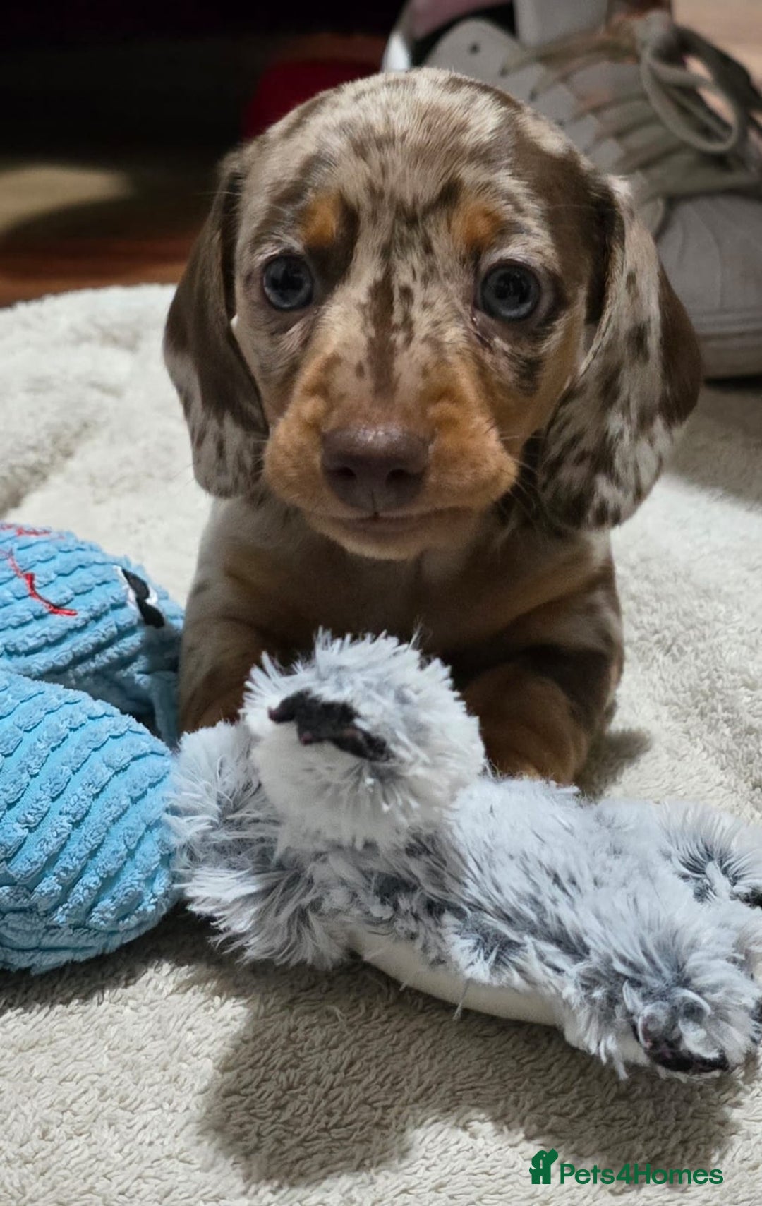 Miniature Dachshund dogs for sale: Two Beautiful Boys - Advert 27