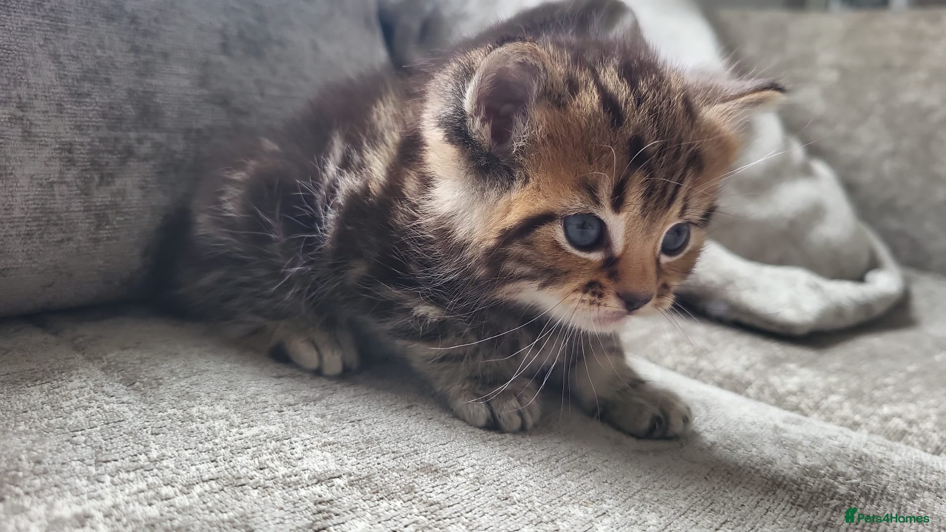 Persian cats for sale: Long haired Doll faced Persian cross  - Advert 18
