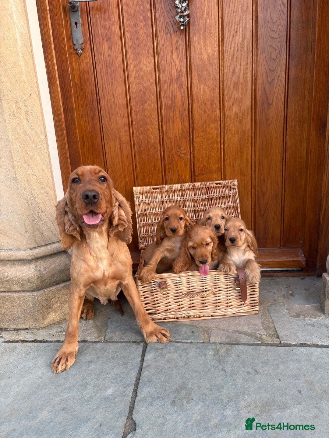 Cocker Spaniel dogs for sale: COCKER SPANIEL show type pups, KC Reg,PRIZEWINNING - Image 5