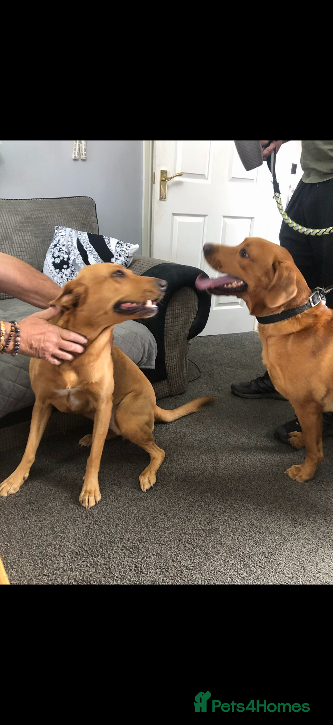 Labrador Retriever dogs for sale: ⭐️Beautiful Fox Red Labrador puppies ⭐️ - Advert 12