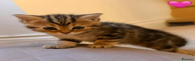 Persian Kitten 4