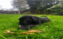 Labrador Retriever dogs for sale: Field trail champion winning line Labradors  - Advert 6