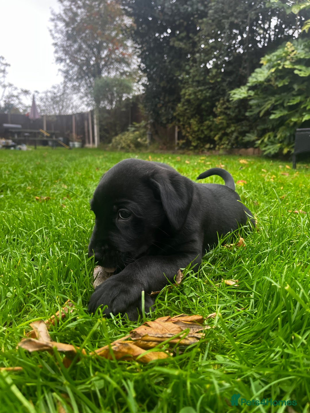 Labrador Retriever dogs for sale: Field trail champion winning line Labradors  - Advert 6