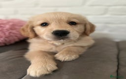 Golden Retriever dogs for sale: Golden retriever puppies READY NOW - Image 16
