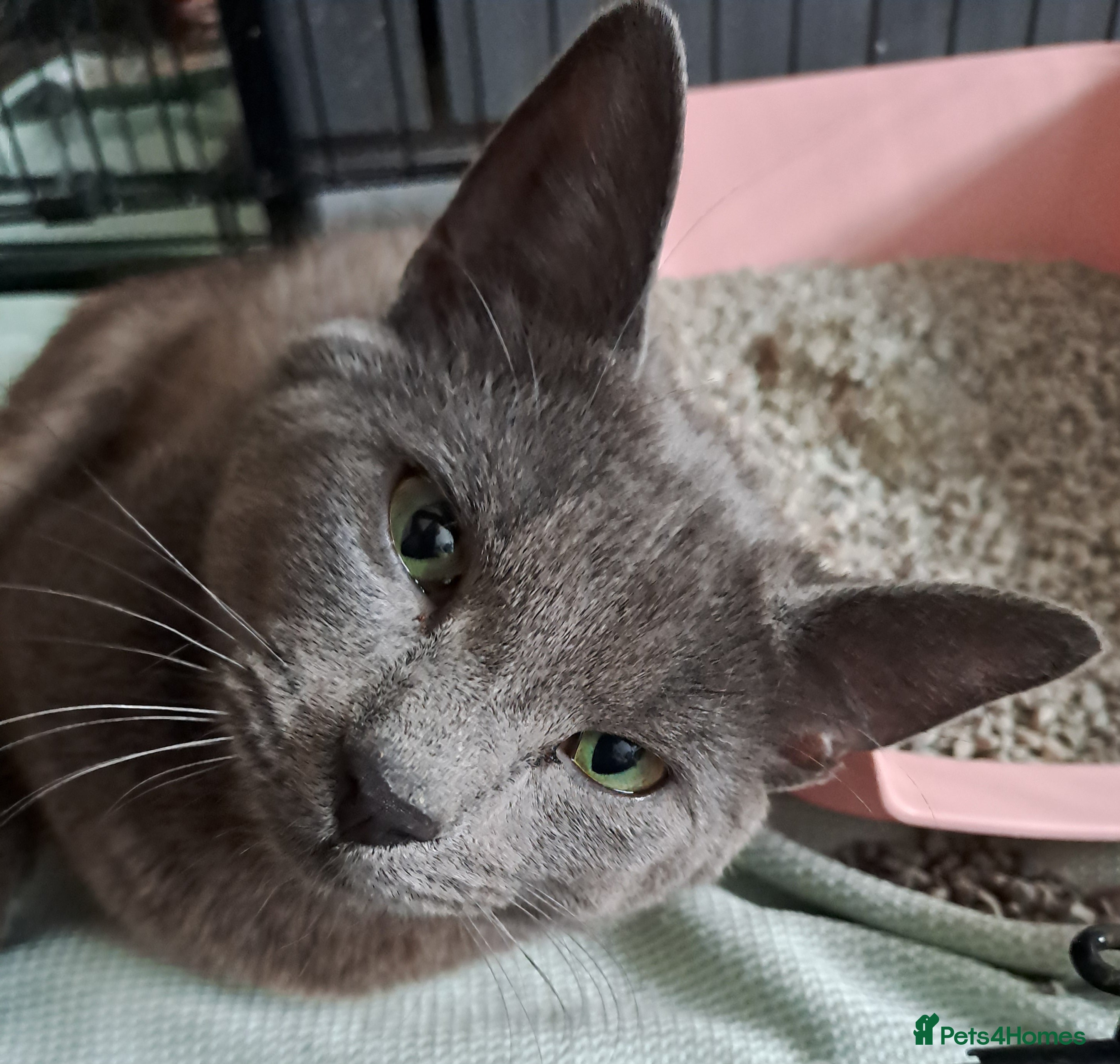 Mixed Breed cats Beautifull BSH boy looking for a home =] - Advert 1