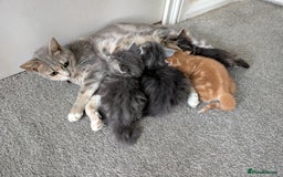 Mixed Breed cats for sale: Gorgeous kittens available soon - Image 5