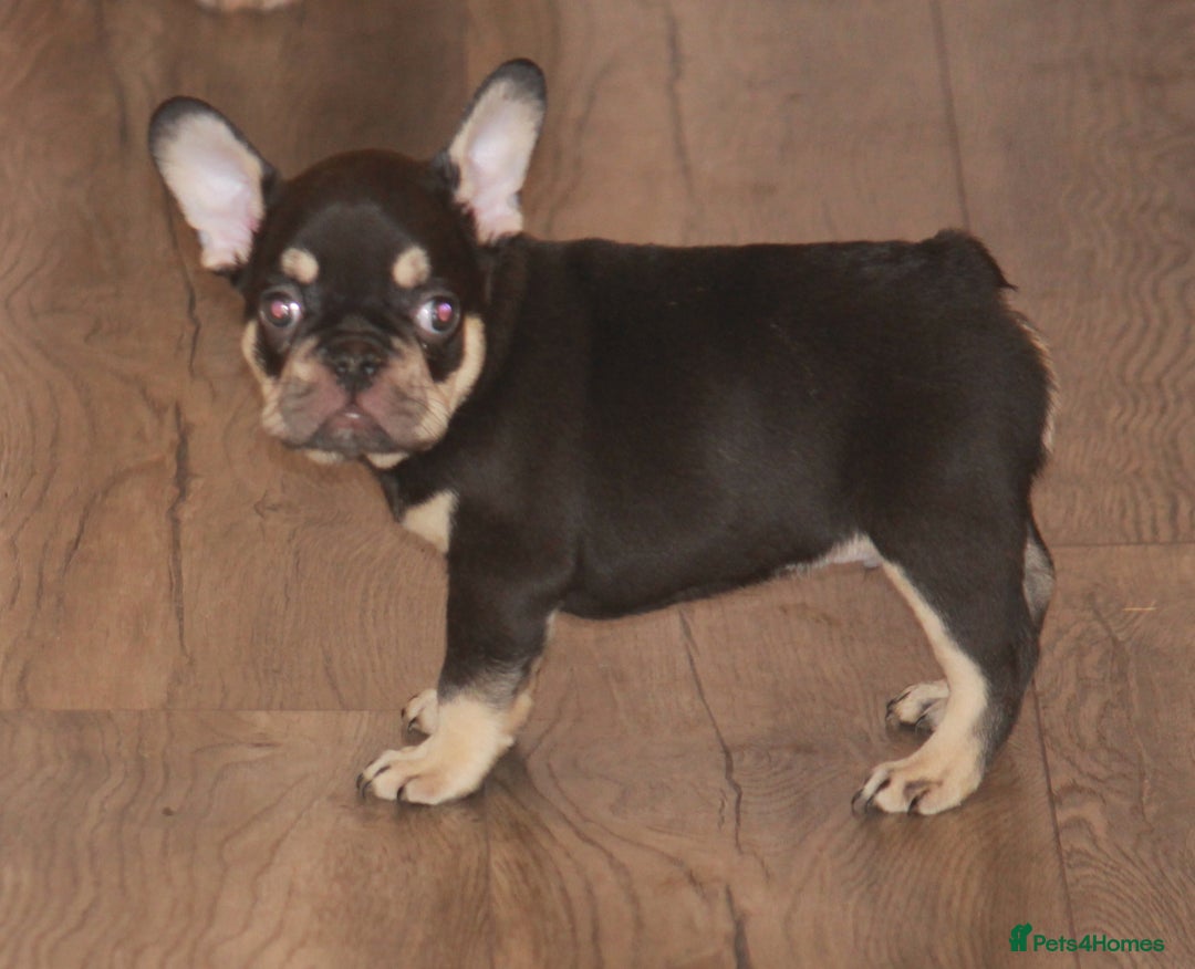 French Bulldog dogs for sale: ULTRA RARE - RAINBOW LITTER NON FLUFFY FRENCHIES - Advert 27