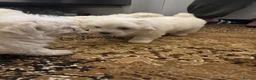 Maltese dogs for sale: Bichon maltese mini toy pure breed - Advert 5