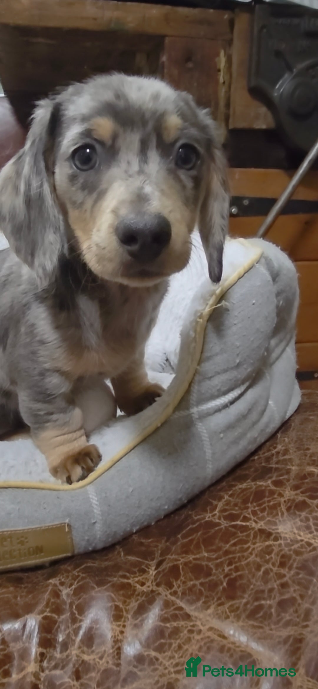 Dachshund dogs for sale: Dachshund puppies  - Image 30