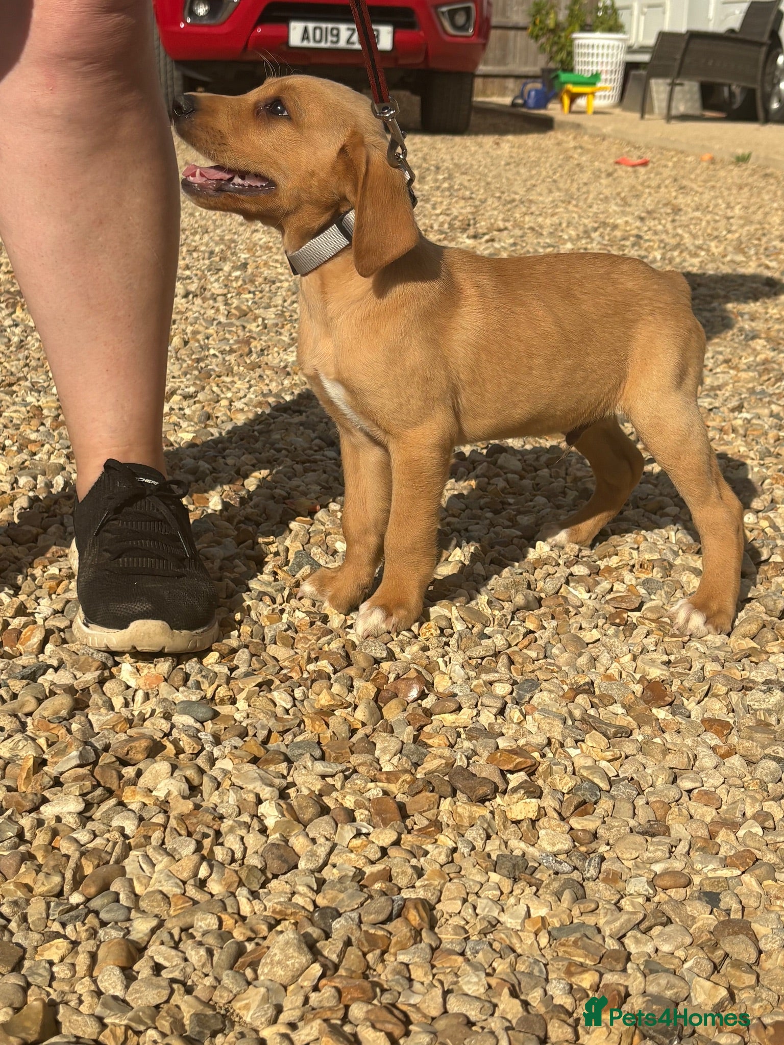 Labrador Retriever dogs Labrador puppies ready to leave! - Advert 2