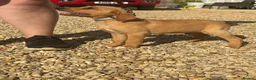Labrador Retriever dogs for sale: Labrador puppies ready to leave! - Advert 2