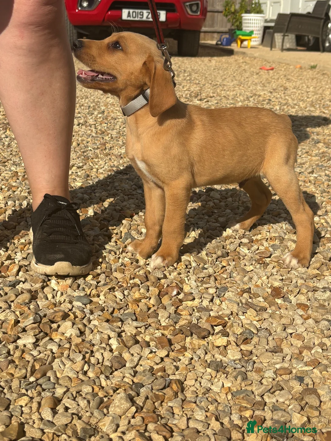 Labrador Retriever dogs for sale: Labrador puppies ready to leave! - Advert 2