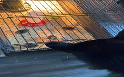 Quail poultry for sale: Quail - Advert 5