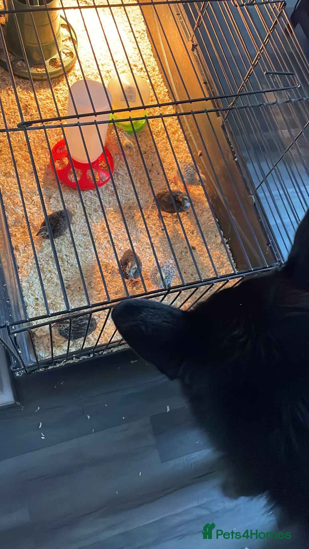 Quail poultry for sale: Quail - Advert 5