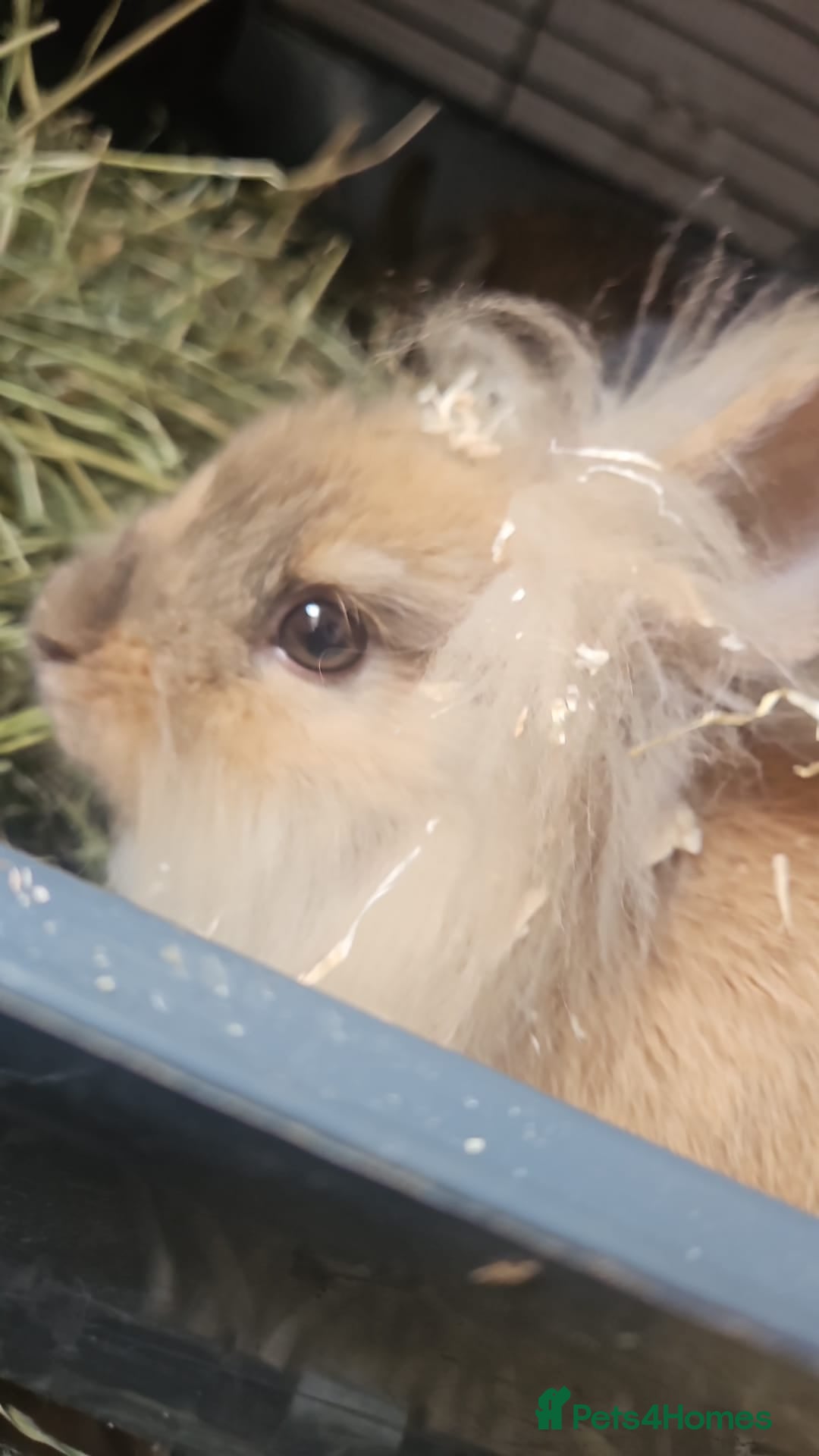 Lionhead rabbits for sale: Lion heads in Wigan - Image 35