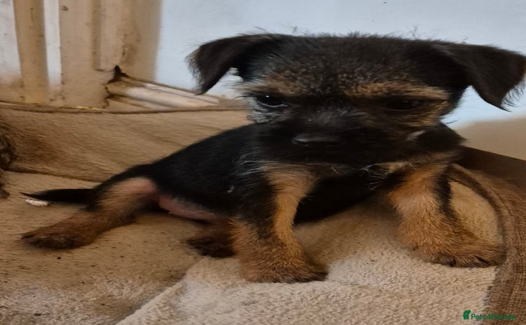 Border Terrier dogs - Advert 5
