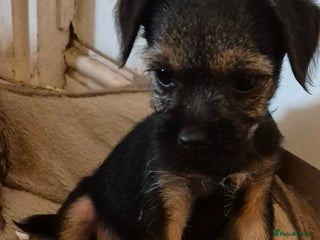 Border Terrier dogs - Advert 5