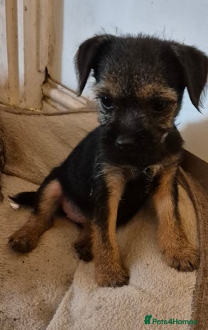 Border Terrier dogs - Advert 3