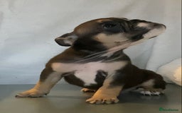 English Bulldog dogs for sale: KC registered English Bulldog Puppies  - Image 6