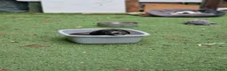 Mixed Breed dogs for sale: Puppies - Advert 8