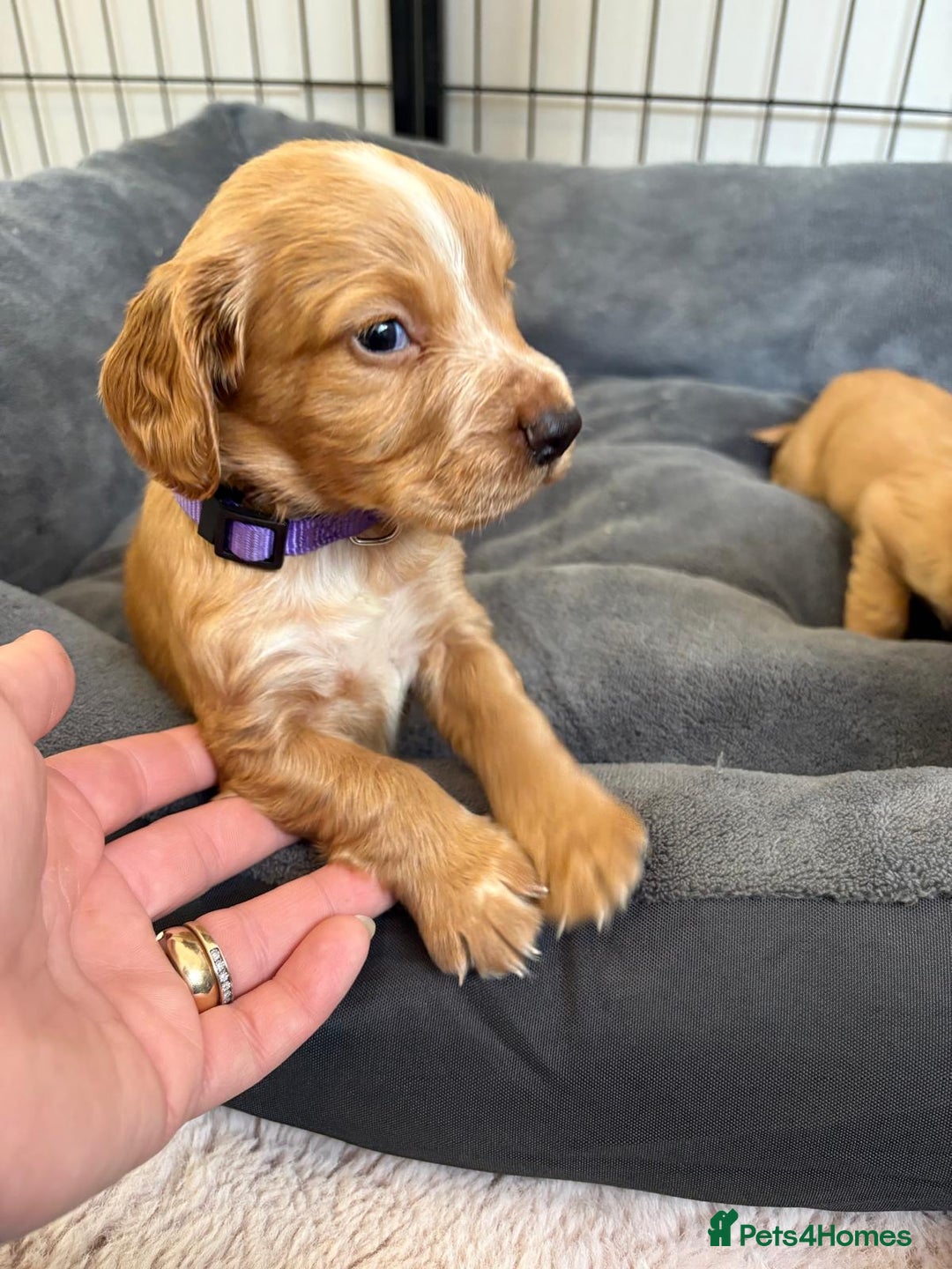 Cocker Spaniel dogs for sale: Kc reg cocker spaniels with 5 weeks insurance  - Advert 9