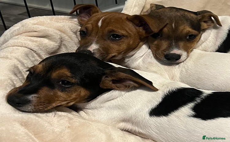Jack Russell dogs - Advert 15