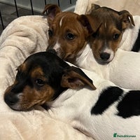 Jack Russell dogs - Advert 4