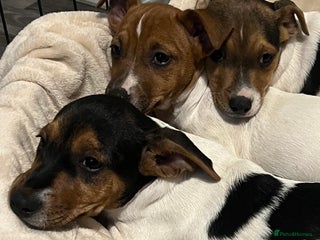 Jack Russell dogs - Advert 5