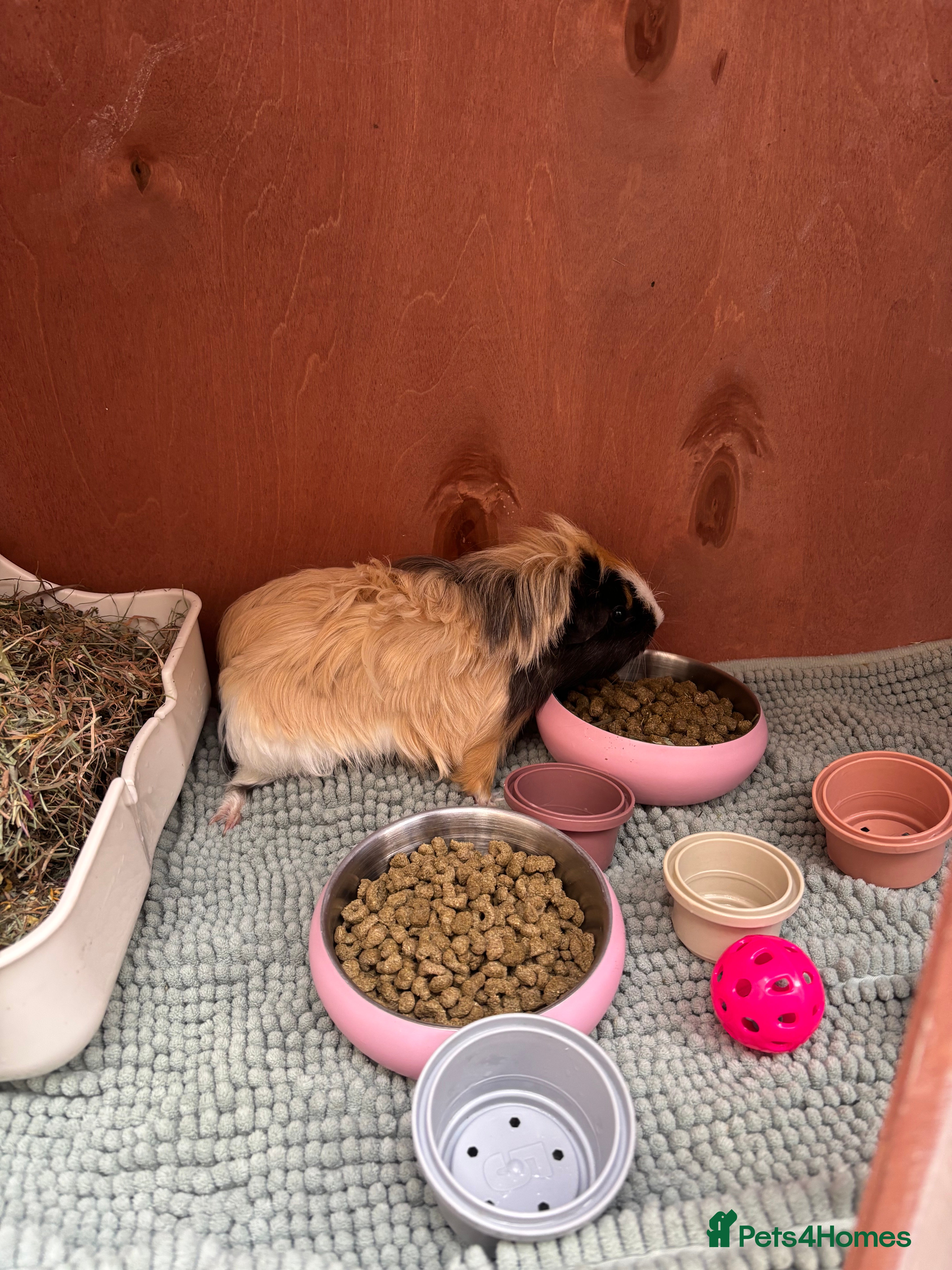 Guinea Pig rodents 2 guinea pigs to rehome - Advert 11