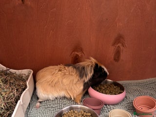 Guinea Pig rodents - Advert 1