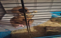 Hamster rodents for sale: Female Syrian hamster  - Image 3