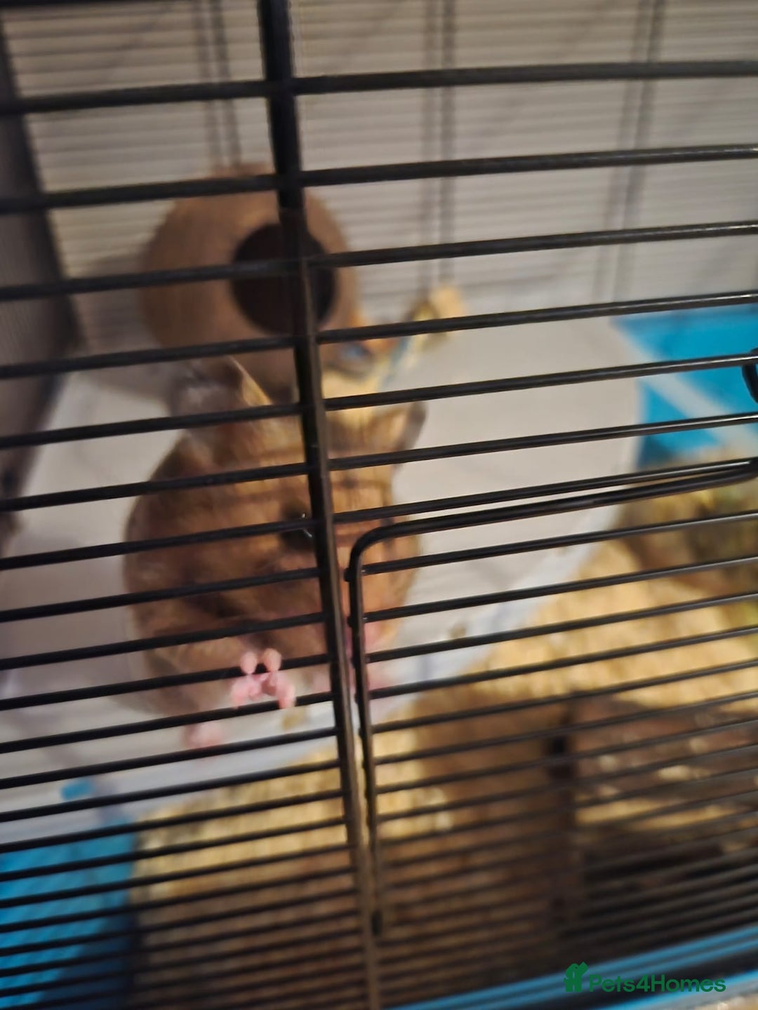 Hamster rodents for sale: Female Syrian hamster  - Image 3