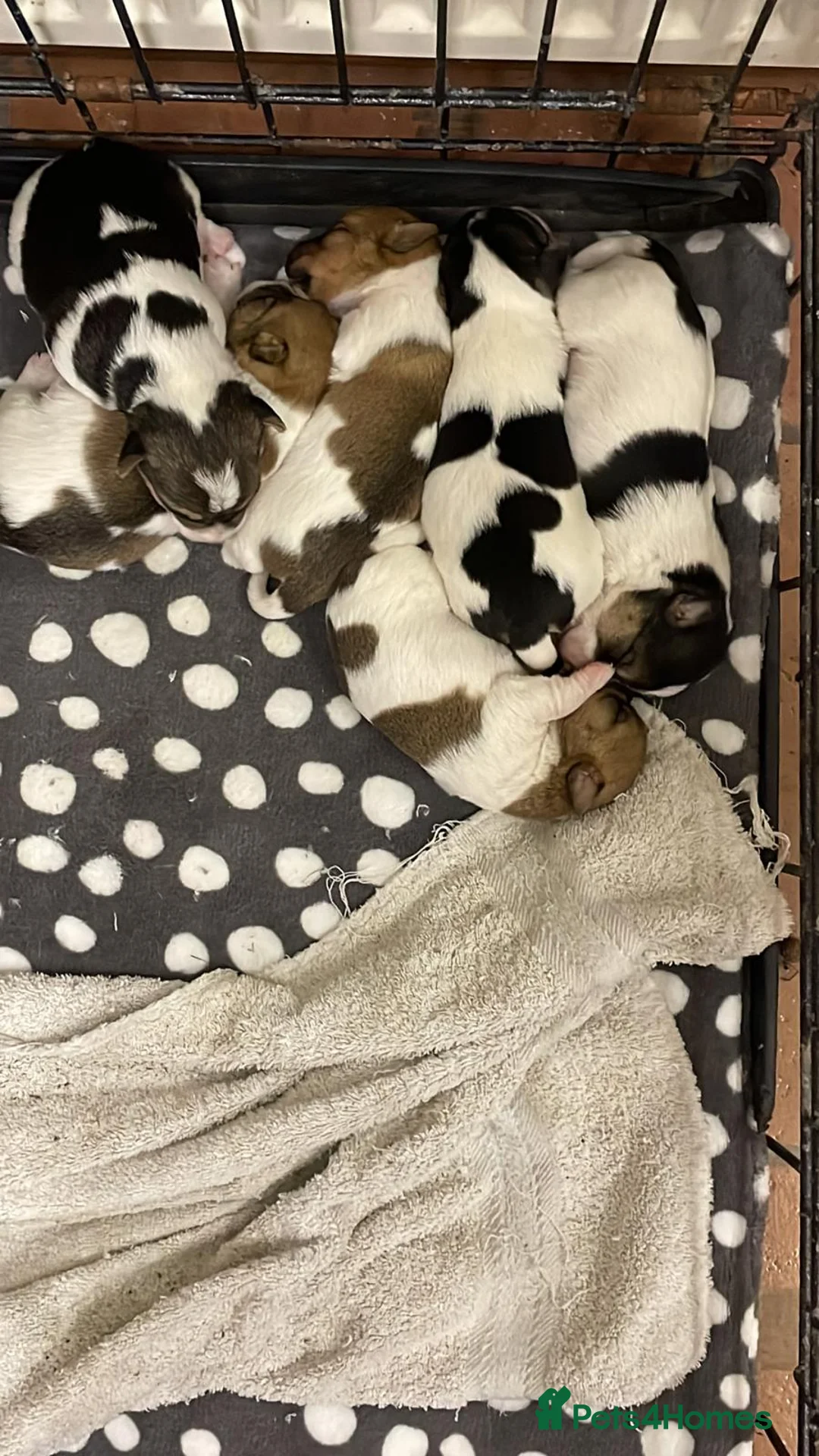 Jack Russell dogs for stud: Ronnie the jack russell for stud only.  in Stone - Advert 17