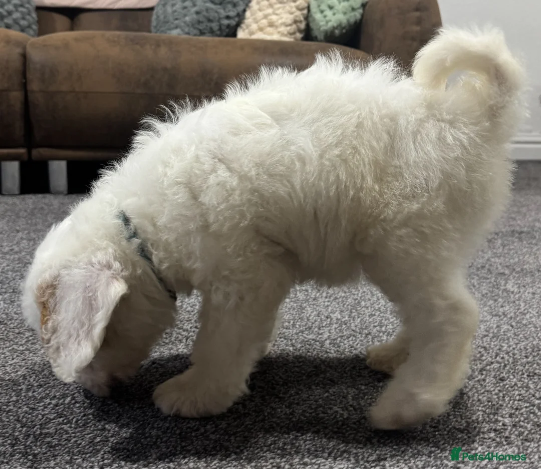 Australian Labradoodle dogs for sale: Multi-Gen Australian Labradoodle Puppies - Advert 23