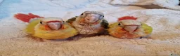 Conures birds for sale: Super adorable fully hand reared baby conures  - Advert 4