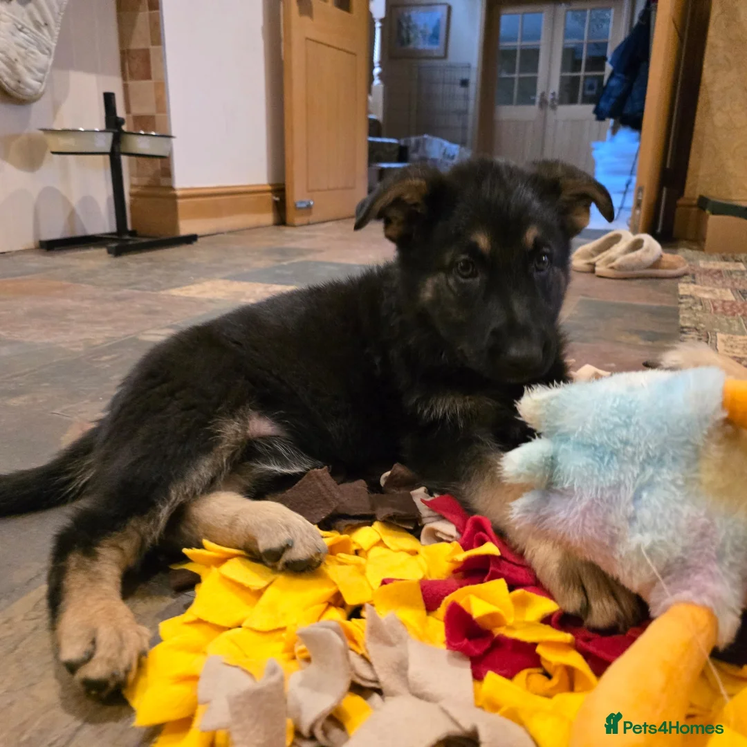 German Shepherd dogs for sale: Beautiful German shepherd girl - Advert 9