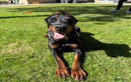 Dobermann dogs for sale: 2yo Doberman for Rehoming  - Image 2