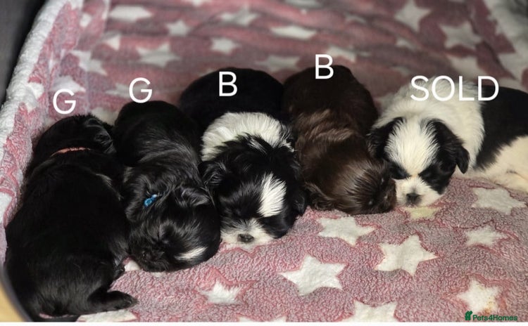 Shih Tzu dogs - Advert 16