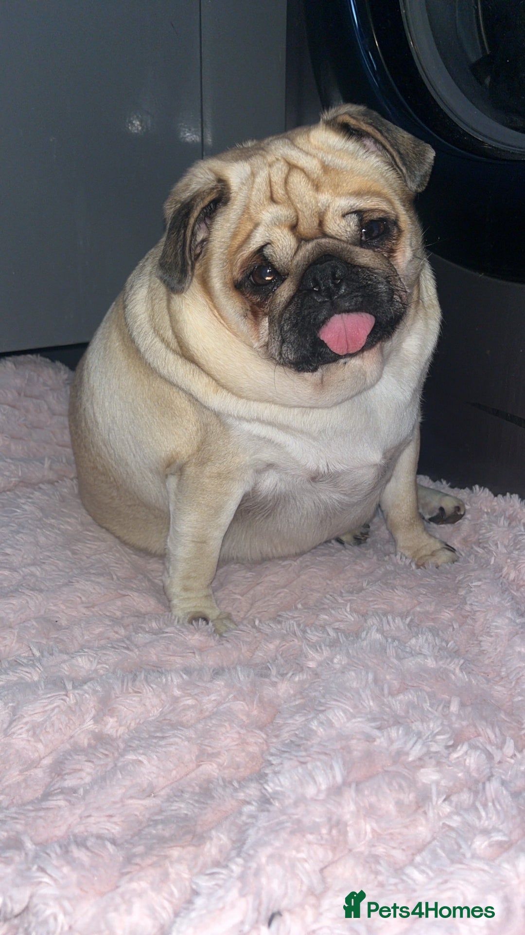 Pug dogs for sale: Skye the pug - Advert 6