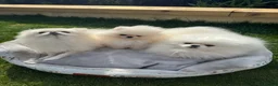 Pomeranian dogs for sale: Pomeranian  in Dover - Advert 11