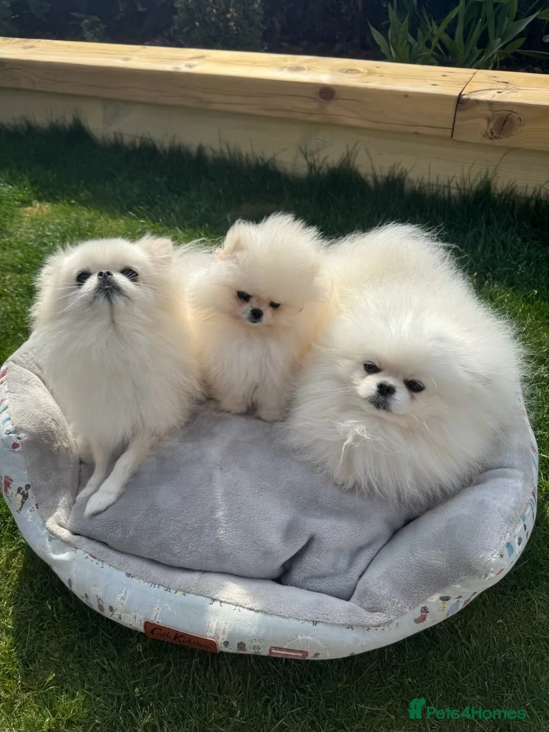 Pomeranian dogs for sale: Pomeranian  in Dover - Advert 11