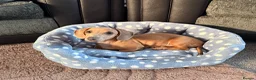 Miniature Dachshund dogs for sale: Isabella miniature Dachshund - Advert 8