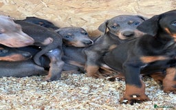 Dobermann dogs for sale: Beautiful puppy’s  - Image 8
