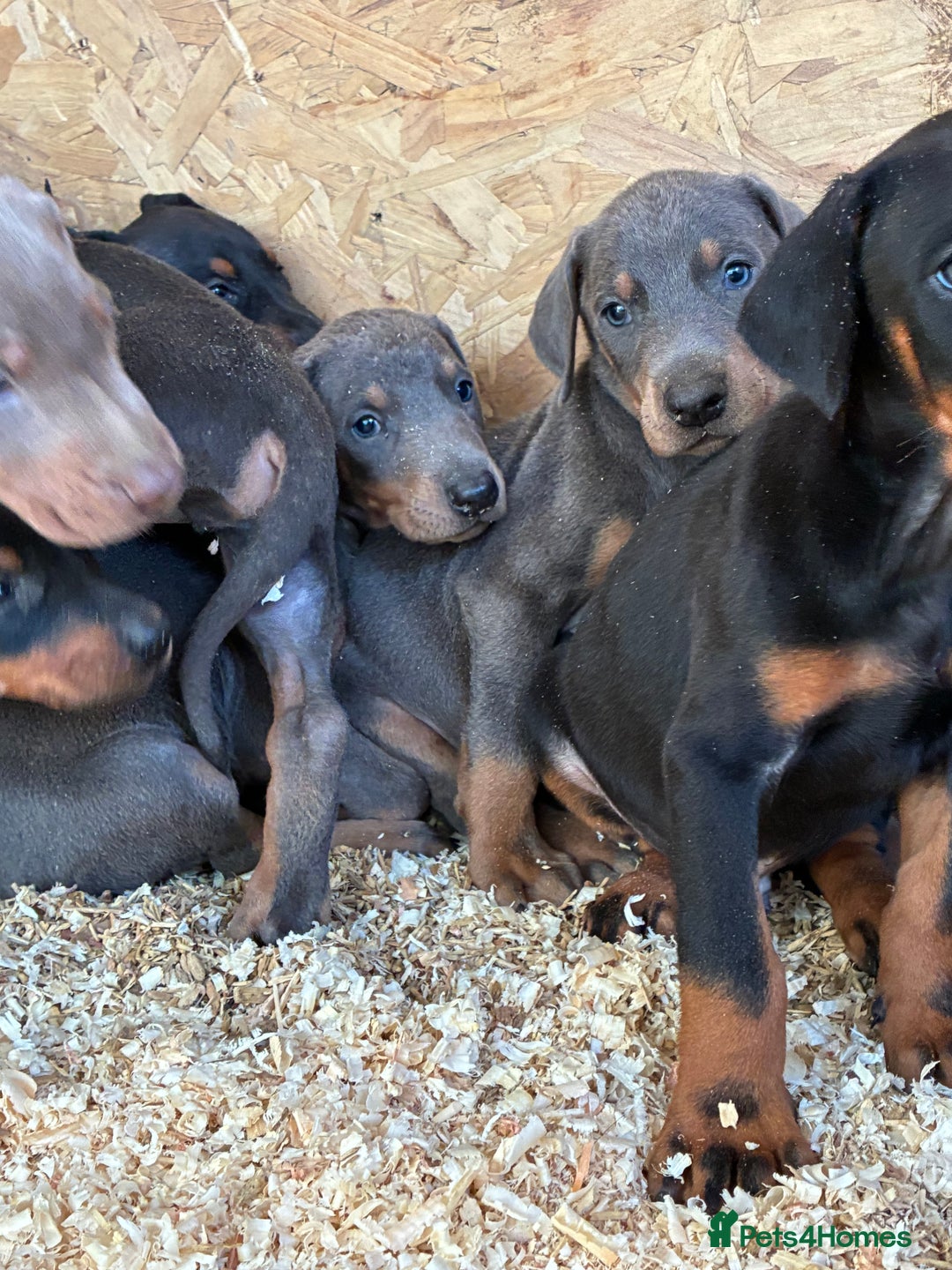 Dobermann dogs for sale: Beautiful puppy’s  - Image 8
