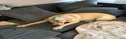 Labrador Retriever dogs for sale: Yellow Labrador  in Redhill - Advert 3